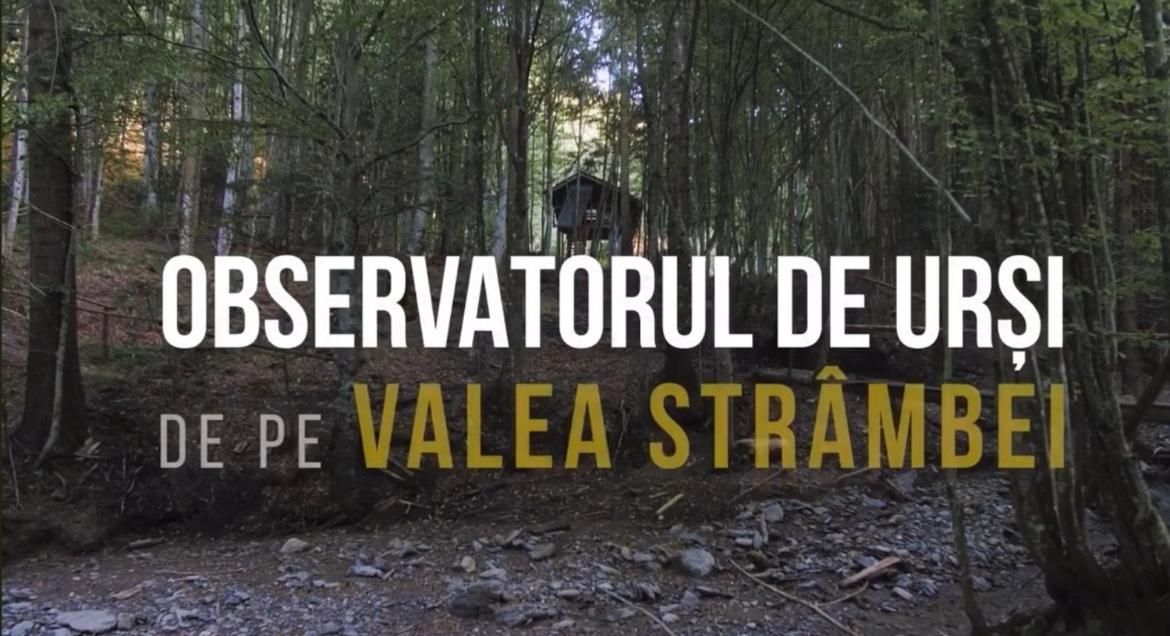 Valea Salbatica 호텔 Sinca Noua 외부 사진